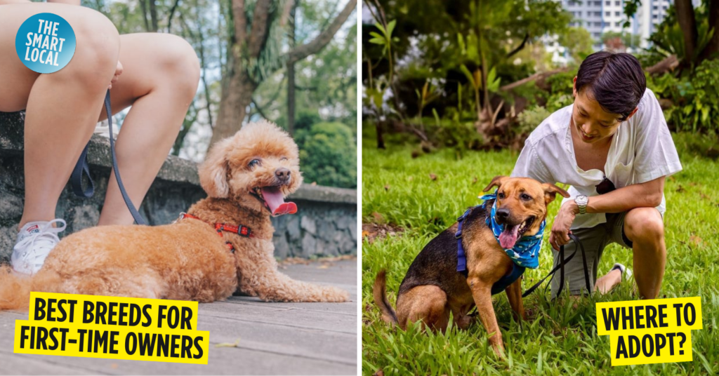First time dog owner guide cover image