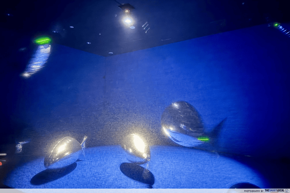 fish