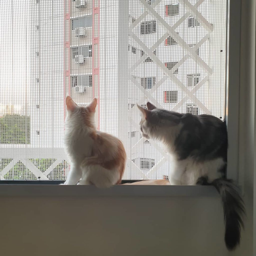 Cats on window
