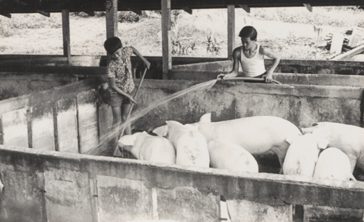 Old pig farm