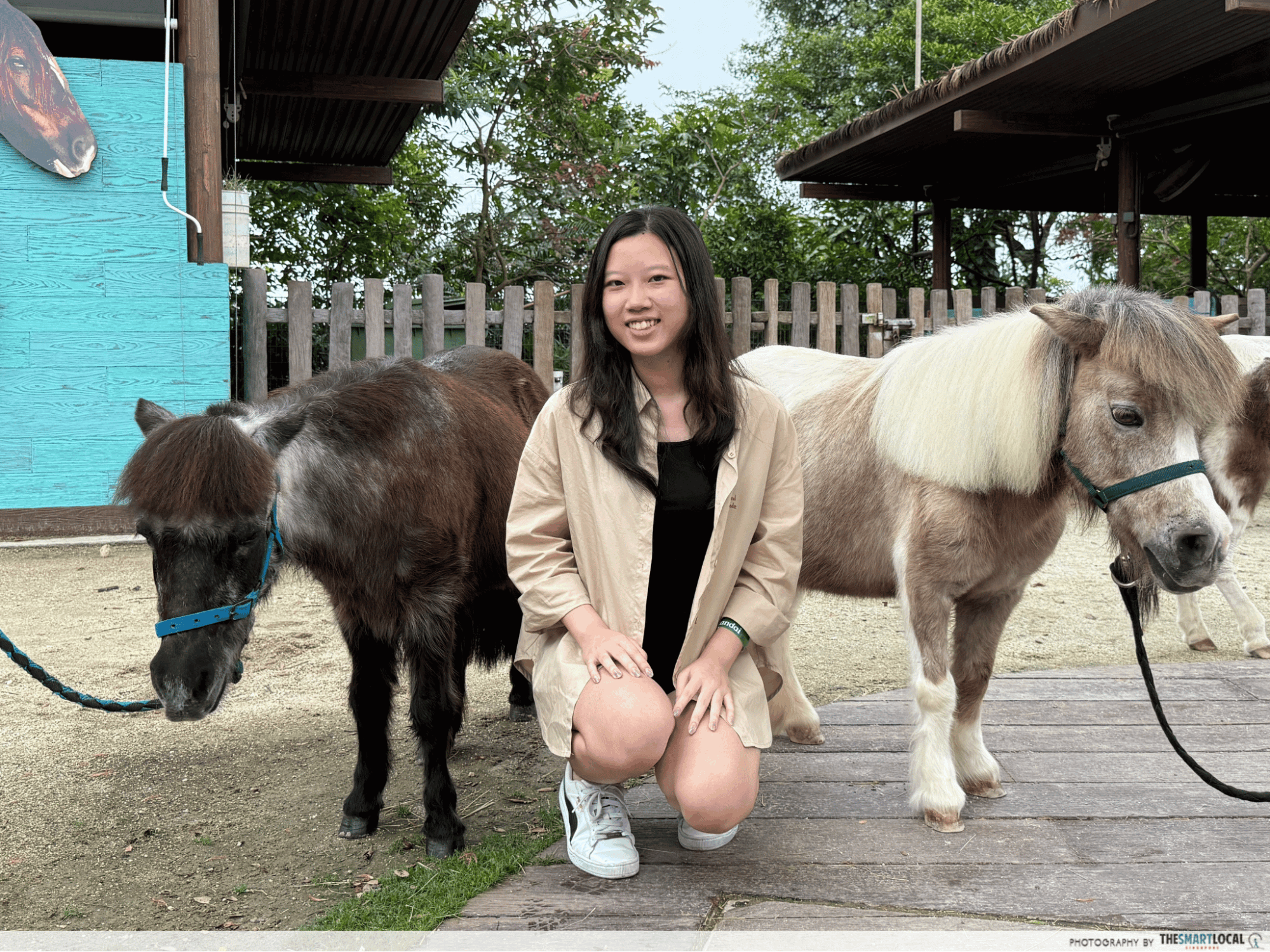 hello from the wild: horse