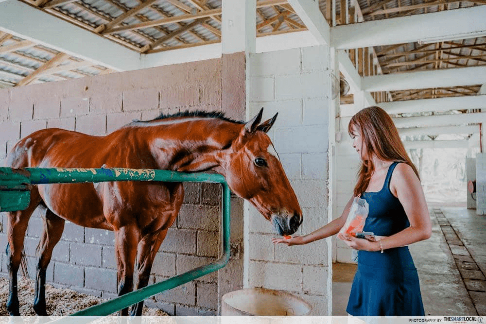 kulai itinerary - horse feeding