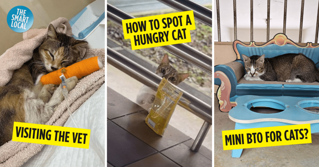Community Cat Singapore Cover